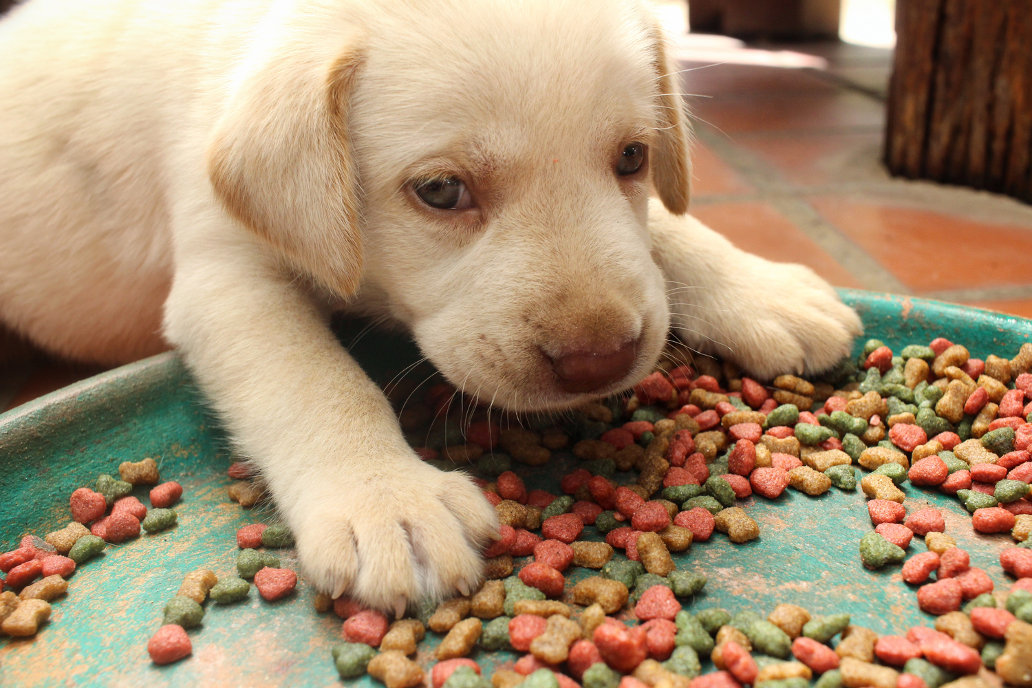How to Choose Healthy Dog Food