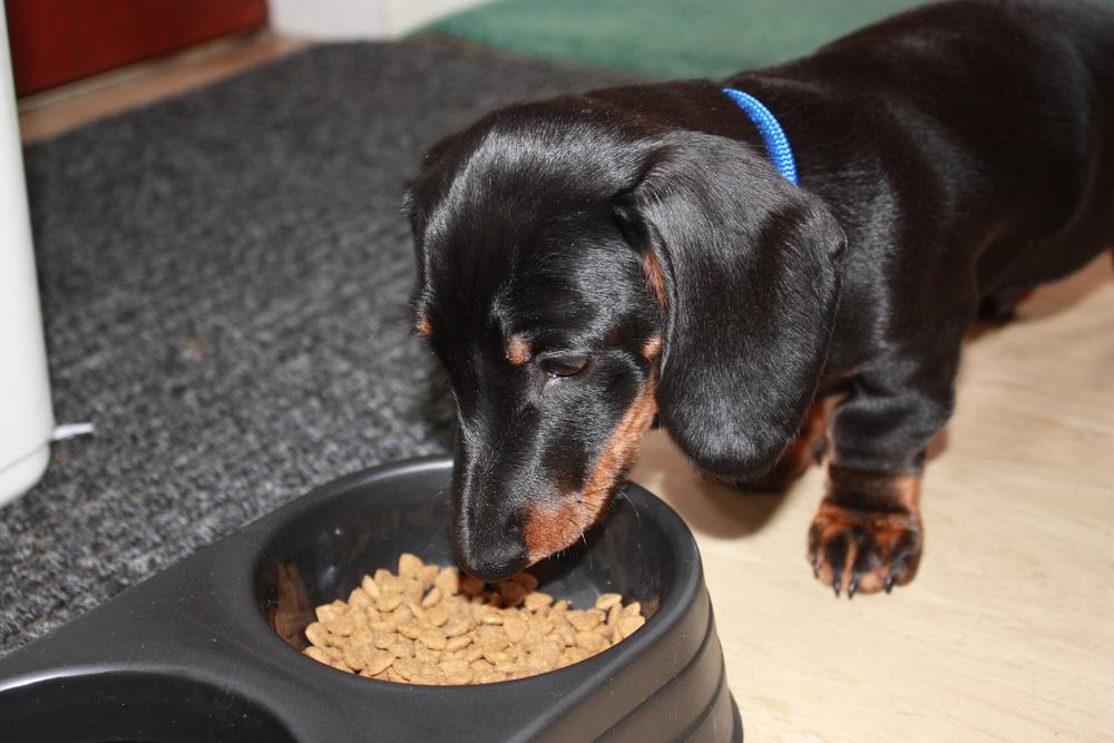Symptoms of Food Allergies in Dogs